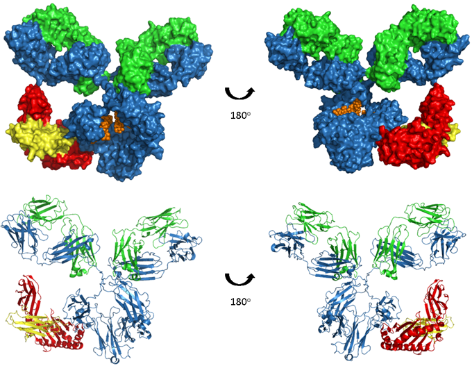Structure of IgG-FcRn complex showing binding site in Fc domain