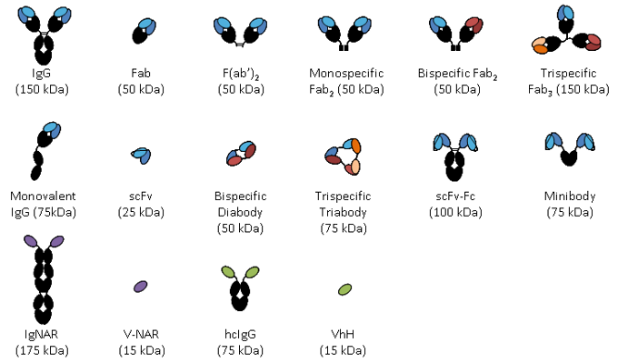 Human antibody or IgG fragments including Fab, scFv and single chain Fv