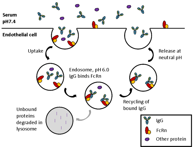 Rescue and recycling of IgG by binding to FcRn to give a long serum half-life