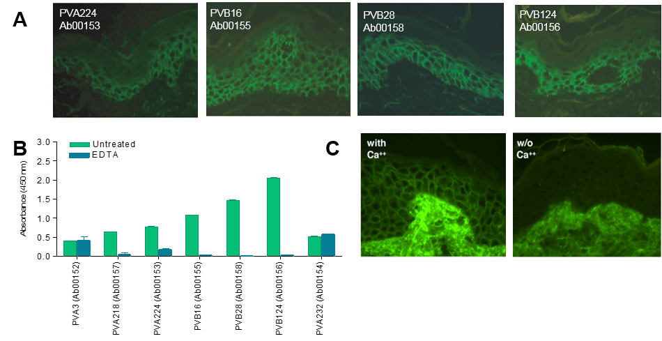 Indirect immunofluorescence (IF) staining of live keratinocyte monolayers with pemphigus vulgaris auto-antibodies (A) Cryosections of human skin stained with biotinylated DSG3-specific monoclonal antibodies (Ab00153, Ab00155, Ab00158 and Ab00156). (B) Staining of human epidermis with biotinylated PVB28 (Ab00158) in the presence (with) or absence (w/o) of Ca2+. (C) Binding of a panel of pemphigus auto-antibodies to DSG3-coated ELISA plates in the presence or absence of EDTA.