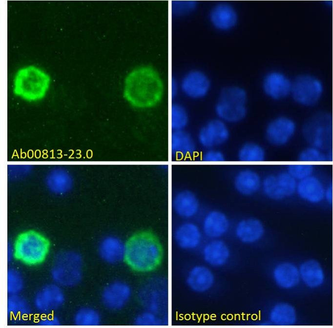 Immunofluorescent assay with strong signal using the anti-PD-1 antibody clone RMP1-14