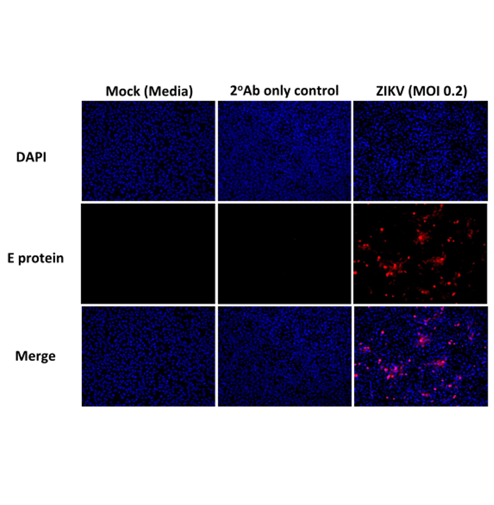 Immunofluorescent assay with strong signal using the anti-flavivirus clone D1-4G2-4-15 (4G2)