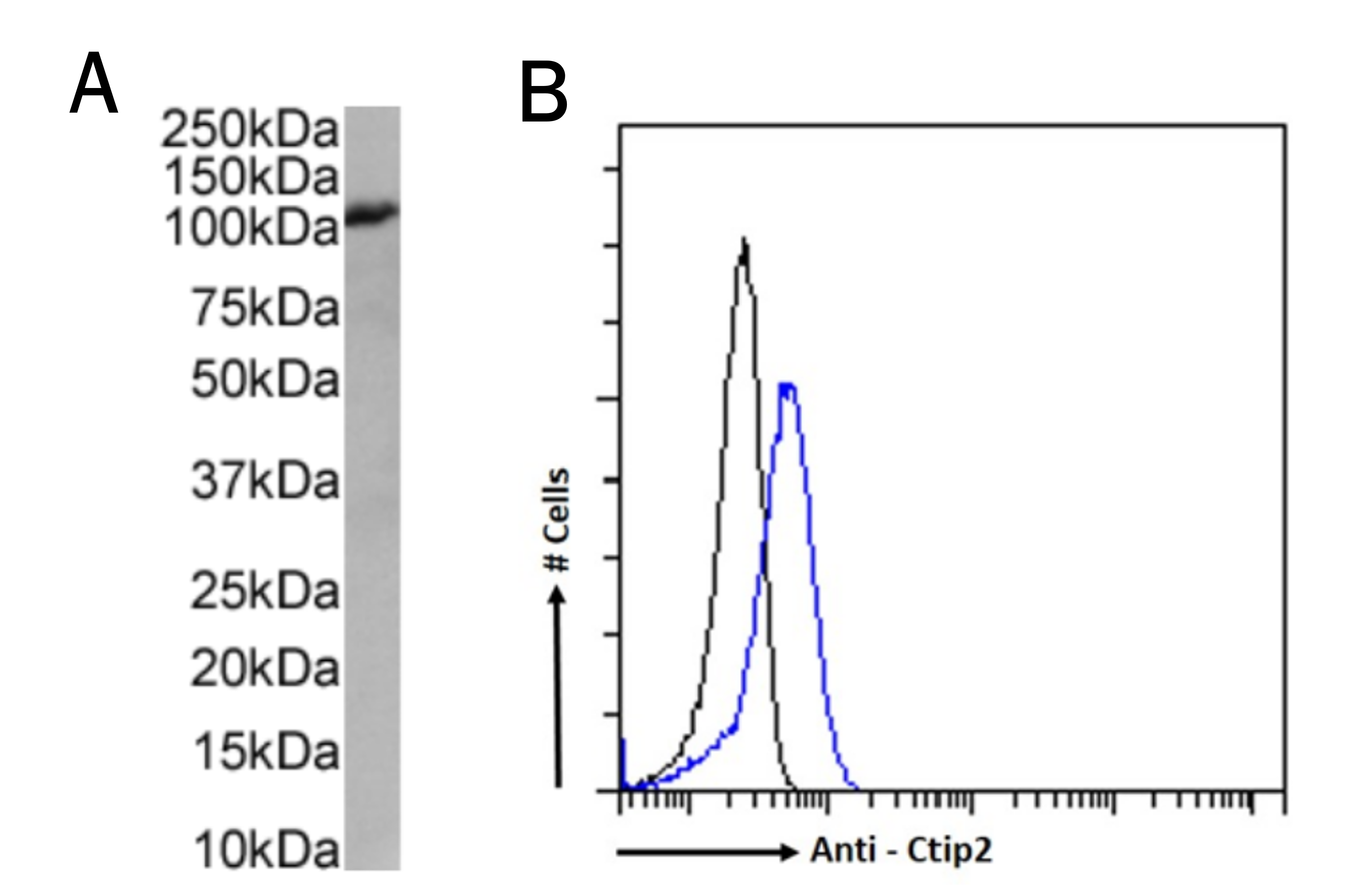 Western Blot displaying a single strong band at the 125kDa mark. Flow Cytometry anaylsis showing a single peak for the recombinant anti-Ctip2 antibody, and a single peak at a different point for the isotype control.