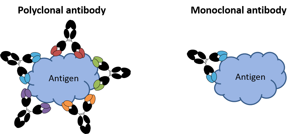 Image of monoclonal and polyclonal antibodies